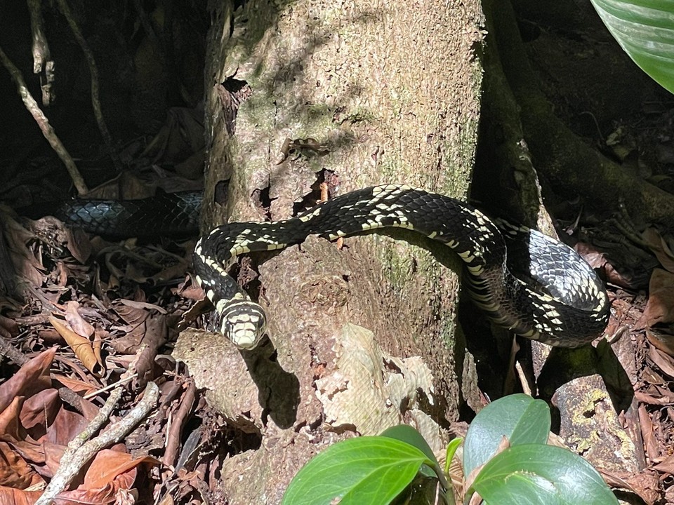 Costa Rica - Pococí - … Schlangen 🐍 