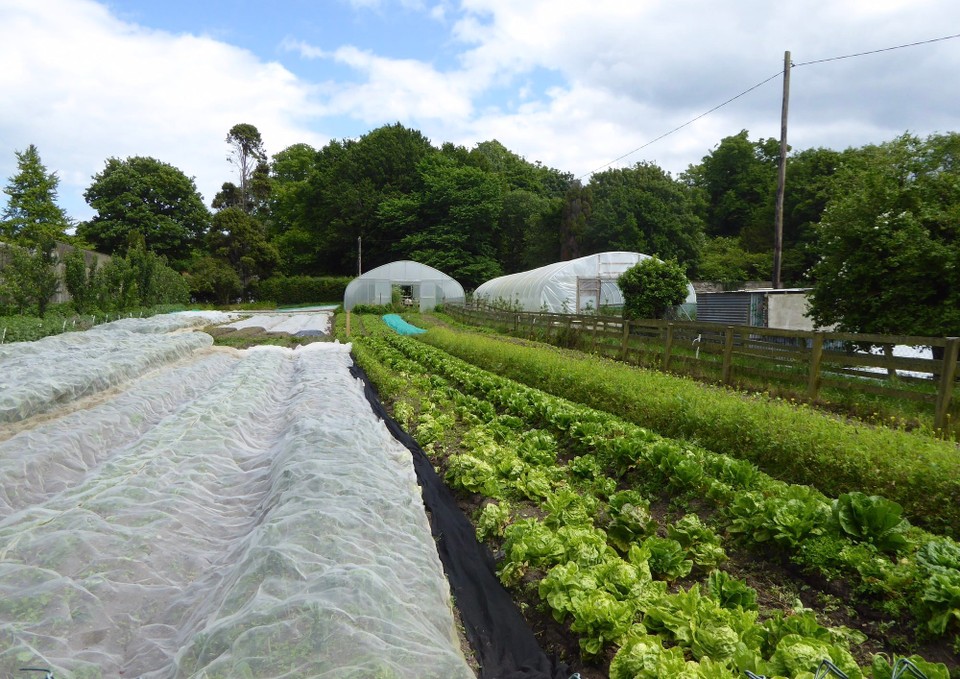 Ireland - Bray - In the walled garden, fruit and vegetables are grown and there is a farm on the 800 acre estate.  These provide ingredients to the restaurant.