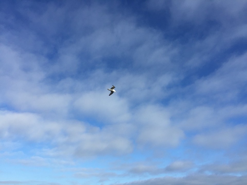 Iceland - Reykjanesta - 