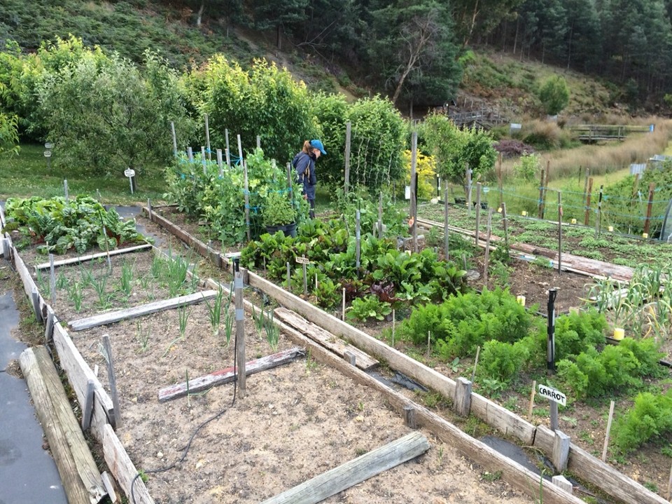 Australien - Mount Field National Park - Unser Cottage hat einen Nutzgarten - die Erdbeeren sind leider noch nicht ganz reif
