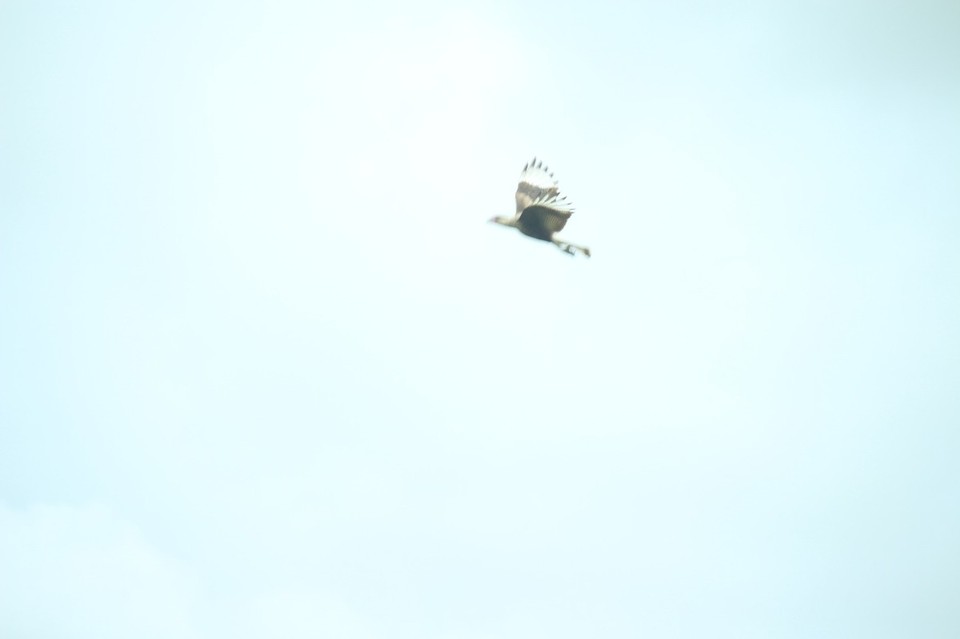 Argentinien - Mar de Cobo - Carancho: Leider haben wir mit dem Auto nicht angehalten, sonst hätte ich von diesem Vogel bestimmt ein besseres Foto machen können.