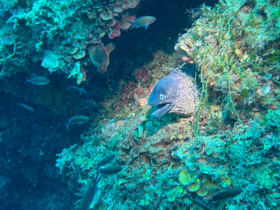 Italien - Porto Azzurro - Und noch eine Muräne. 
