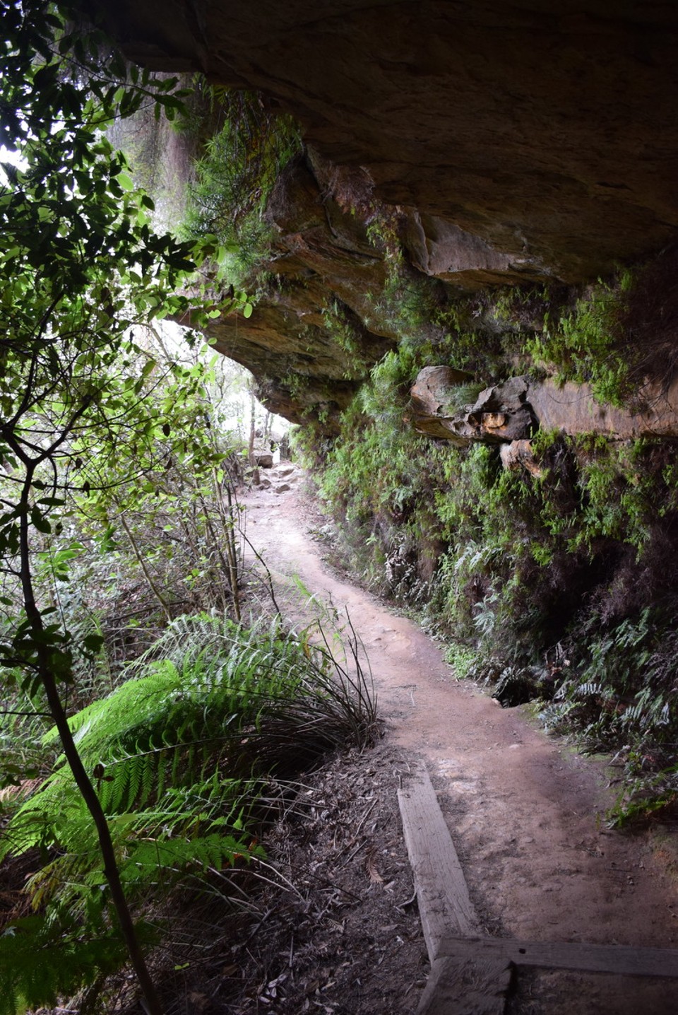 Australien - Wentworth Falls - 