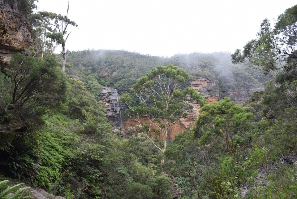 Australien - Wentworth Falls - Ganz schön "urwaldig"
