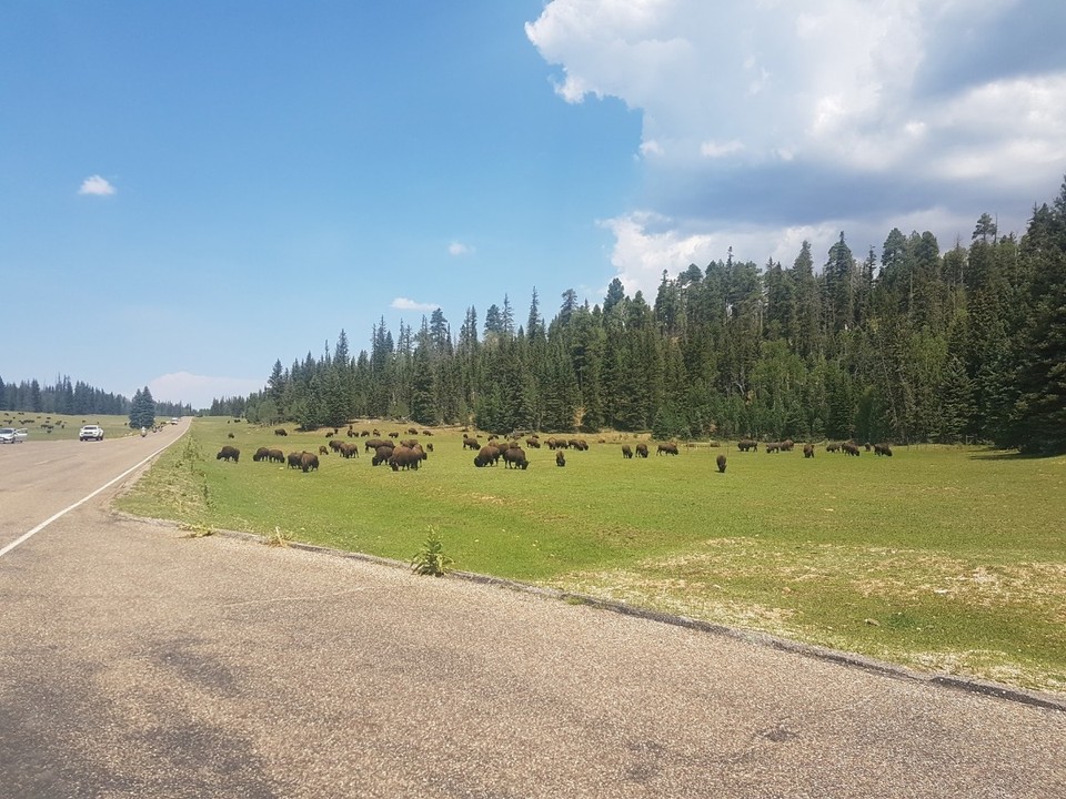 USA - North Rim - 