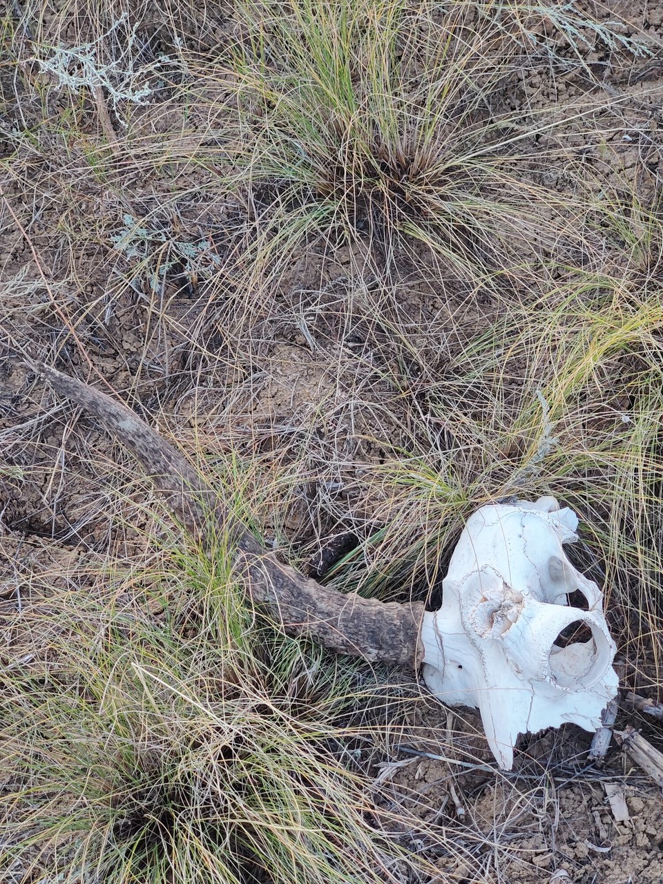 Kasachstan - Абай - Auch solche Hinterlassenschaften gibt es von der Saiga Antilope