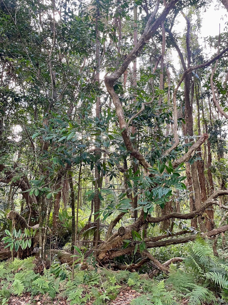 Australien - Noosaville - 