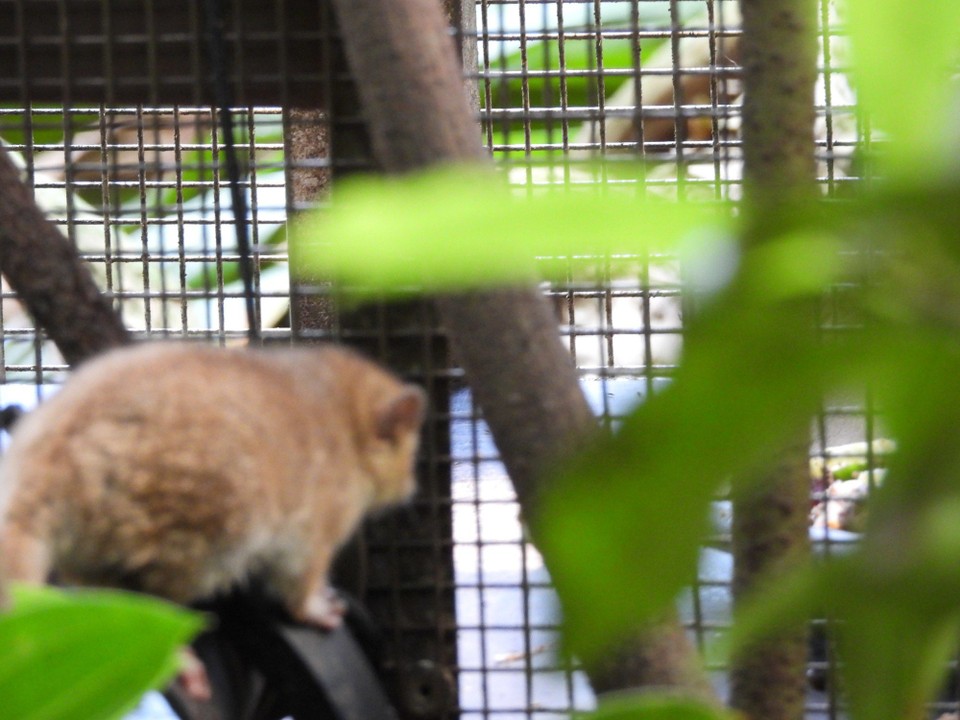 Schweiz - Zürich - laut Tierpflegerin höchst selten, dass man sie am Tag sieht, und wenn, dann eigentlich nur eines allein