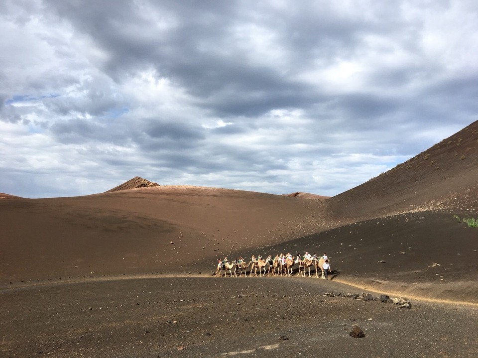  - Timanfaya National Park - Kleiner Rundritt auf den kanarischen Dromedaren. 