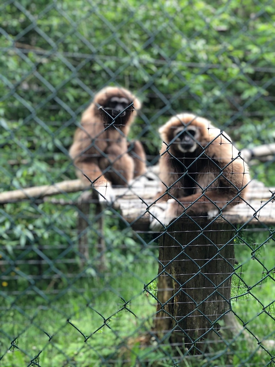 Norway - Siljan - 🐵🙈🙉🙊🐒