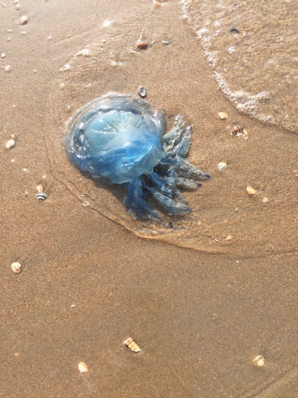 Niederlande - Katwijk - Tote Qualle. 