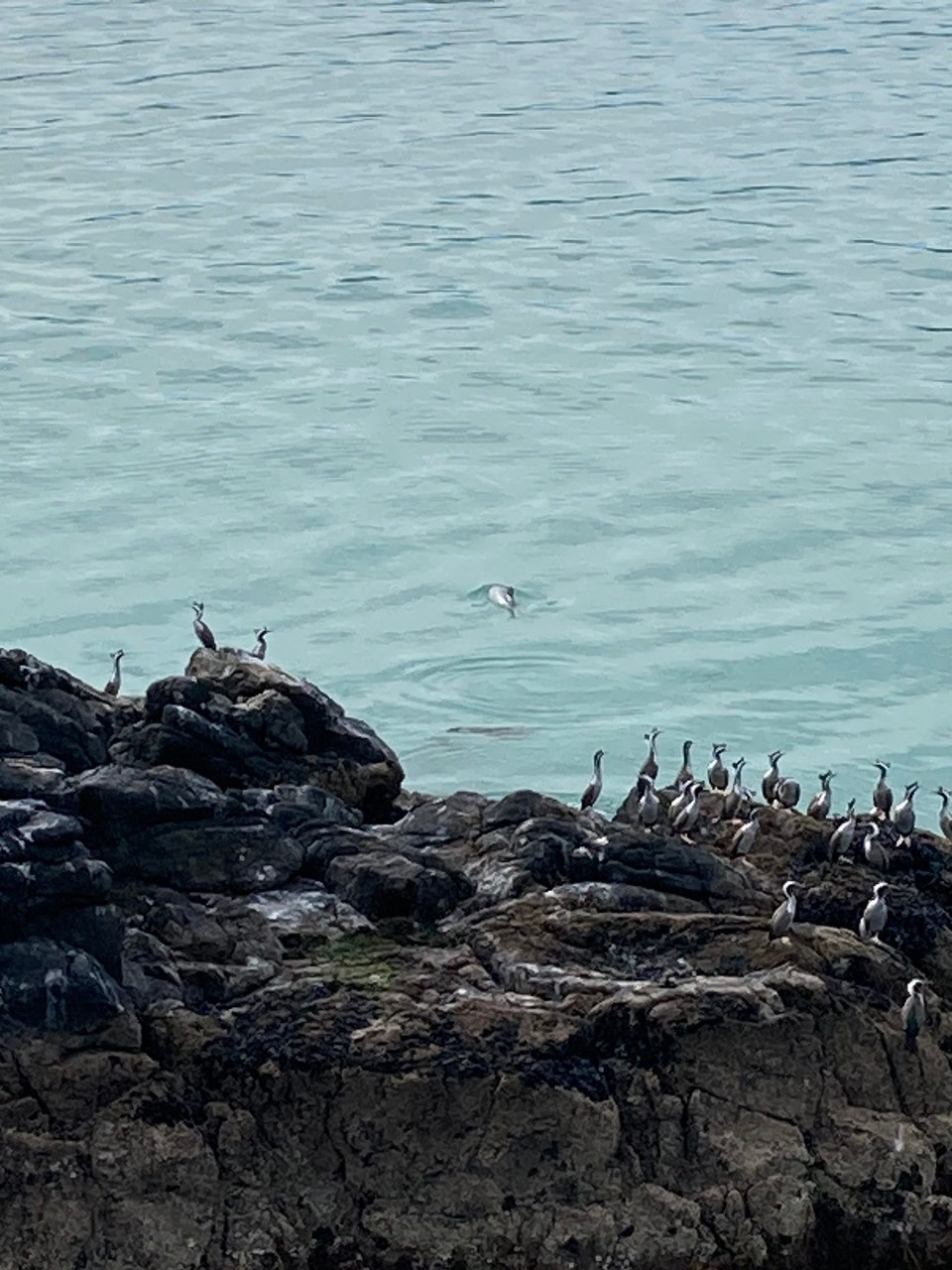 Neuseeland - French Farm - Delphine sind ziemlich ungewöhnlich hier und wir haben gleich zwei gesehen 🥳🤩