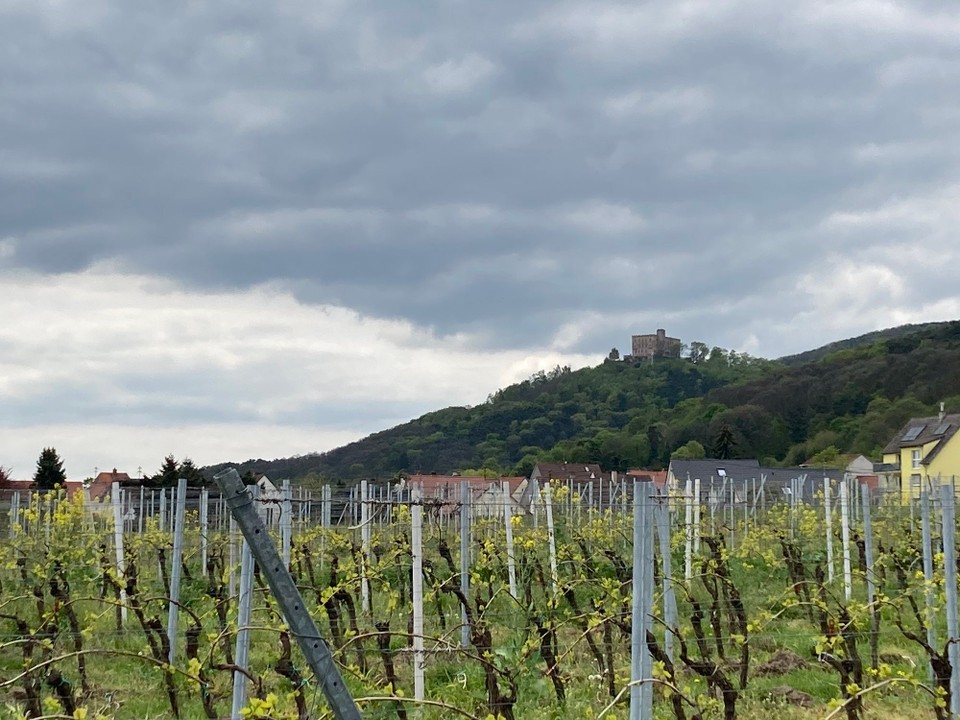 Deutschland - Neustadt an der Weinstraße - 