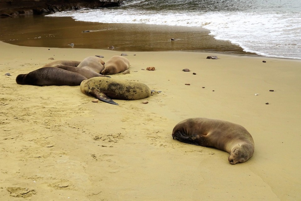 Ecuador - San Cristóbal Island - Sea lions at Punta Pitt