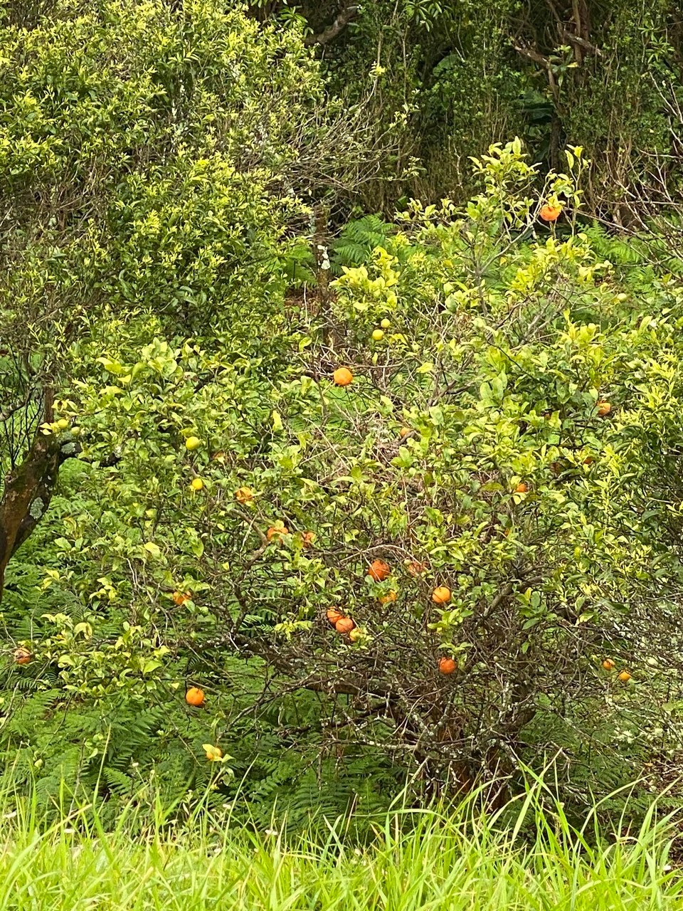 Portugal - Ponta Delgada - Der Zitronenbaum mit den orangefarbenen Früchten. Sieht aus wie Orange, schmeckt aber wie Zitrone