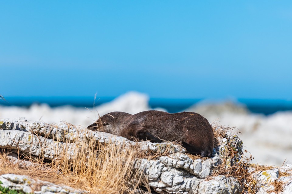 Neuseeland - Kaikoura Central - 