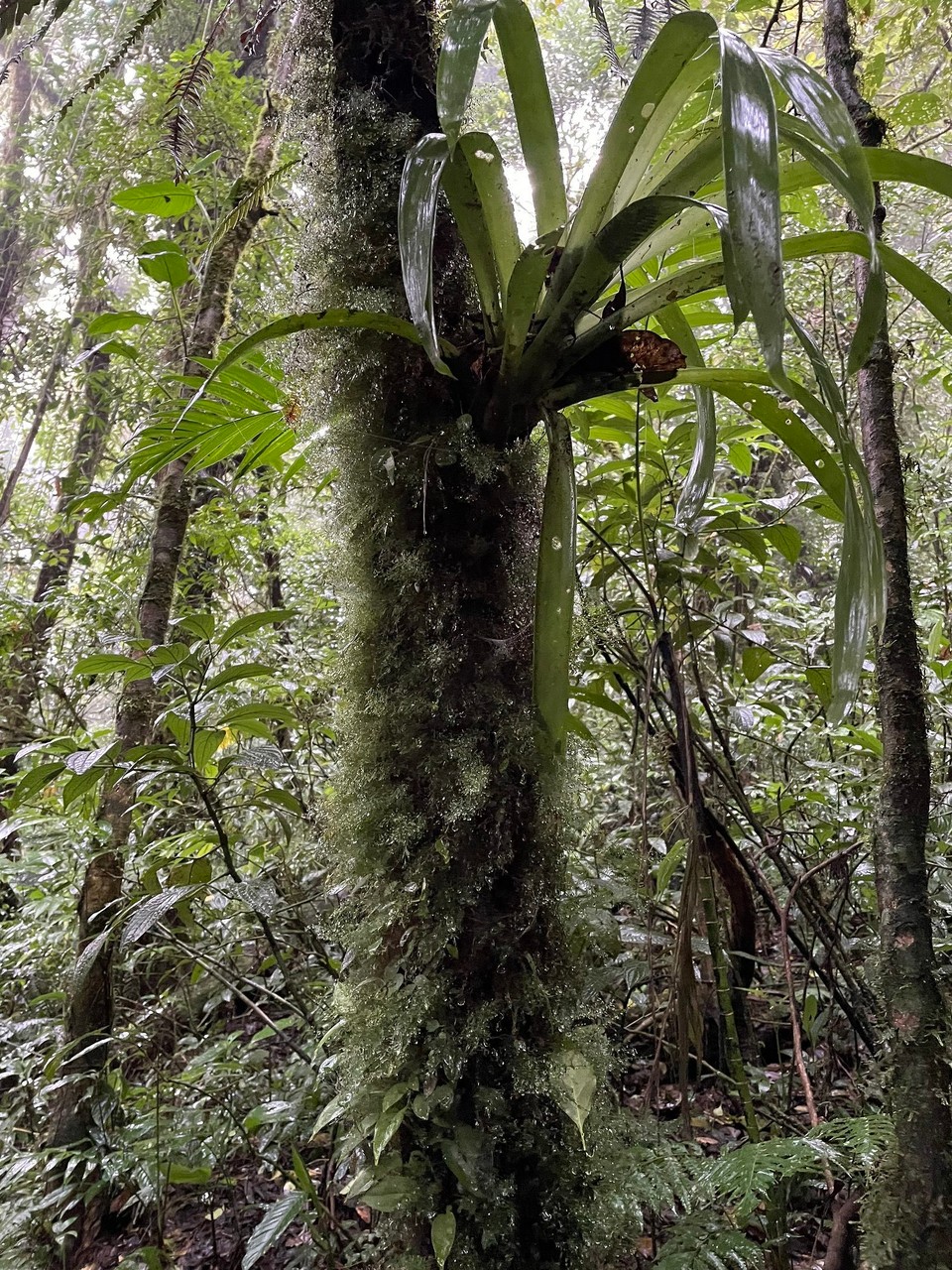 Costa Rica - Abangares - Die informative Tour rund um Flora und Fauna hat uns sehr gut gefallen 