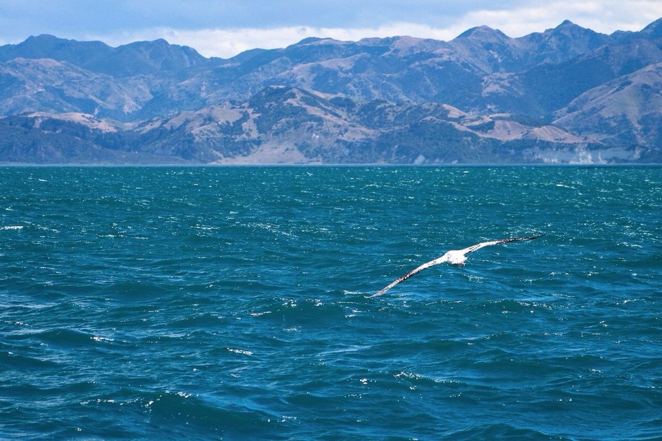 Neuseeland - Kaikoura Peninsula - Albatross