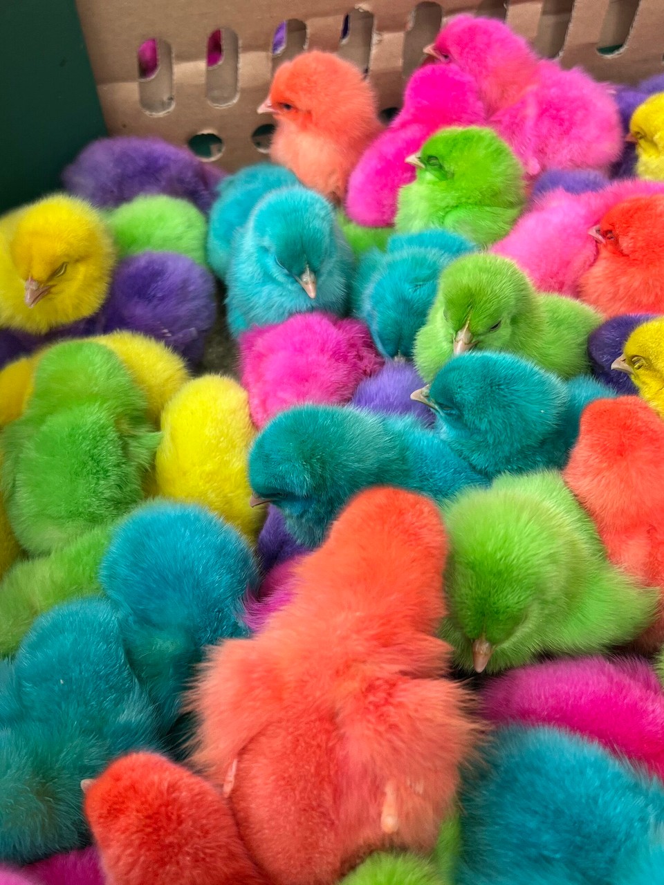 Indonesien - North Toraja Regency - Kücken in allen Farben für die Kinder.