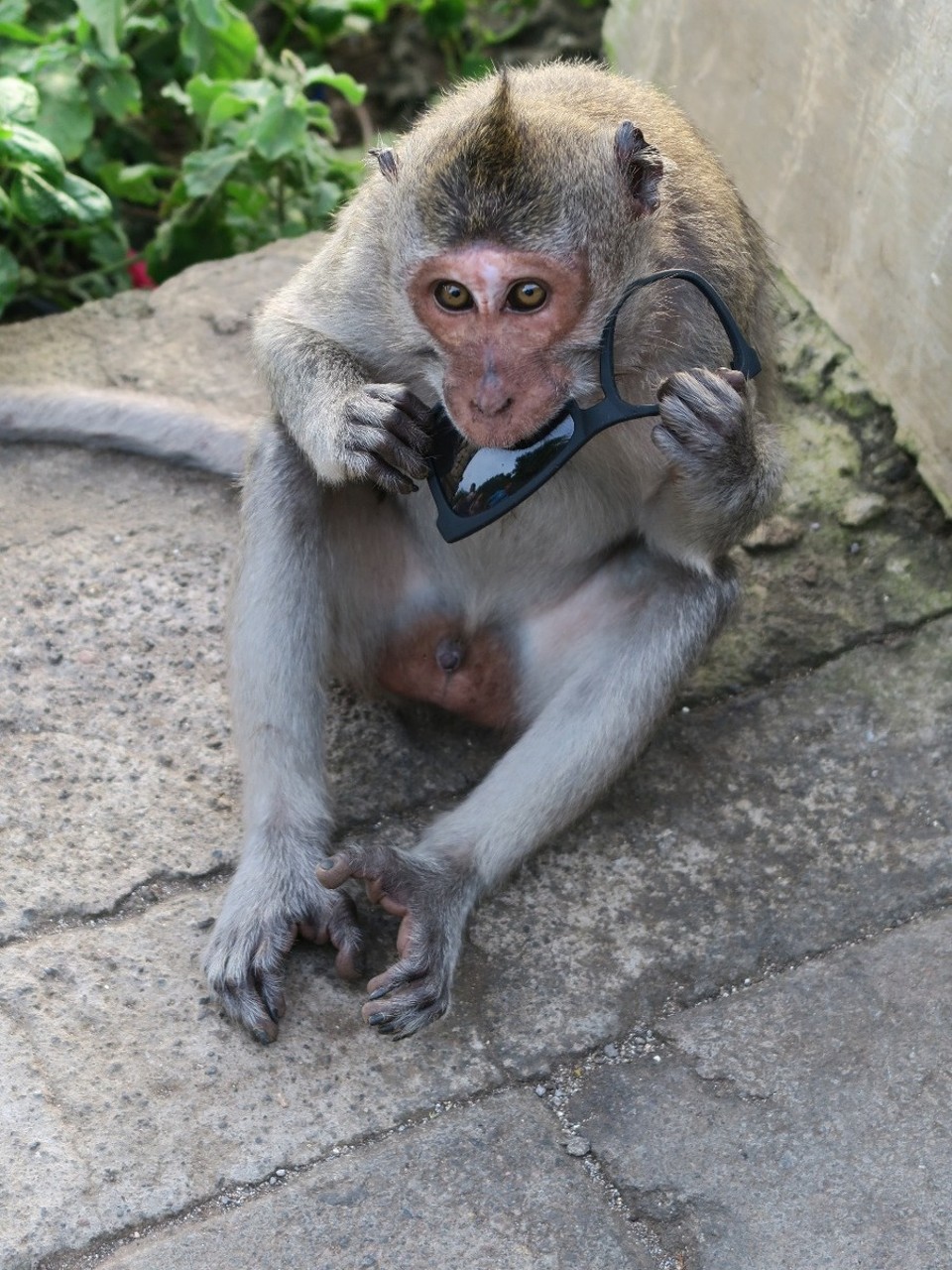 Indonesia - Bali - Les voleurs du coin