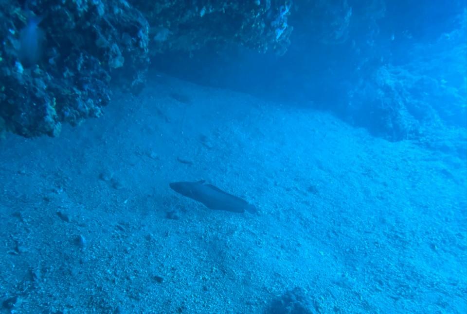 Italien - Capoliveri - Ja, wie heisst der noch gleich???…das dürfte ein Gabeldorsch sein. 