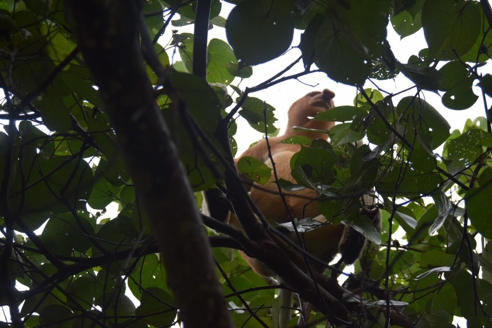 Malaysia - Kuching - Da hängt auch schon der erste Nasenaffe in den Bäumen rum, diese Art soll sehr selten in der freien Natur anzutreffen sein.