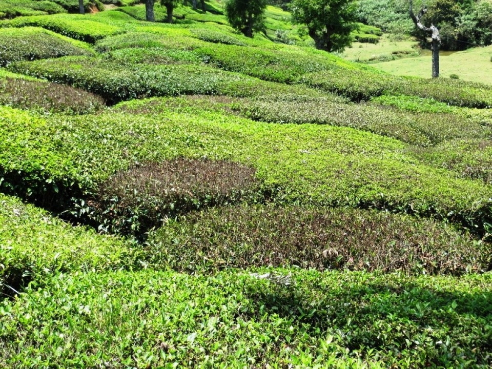Indien - Sholur - 