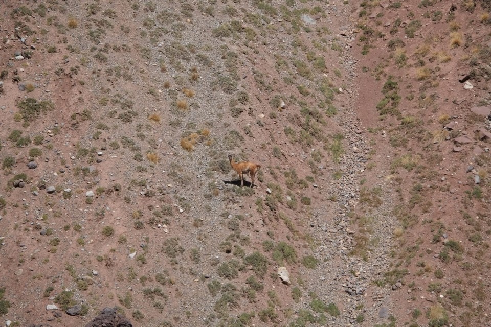 Argentinien - Las Heras - Wir haben Glück: Ein Guanaco zeigt sich. 