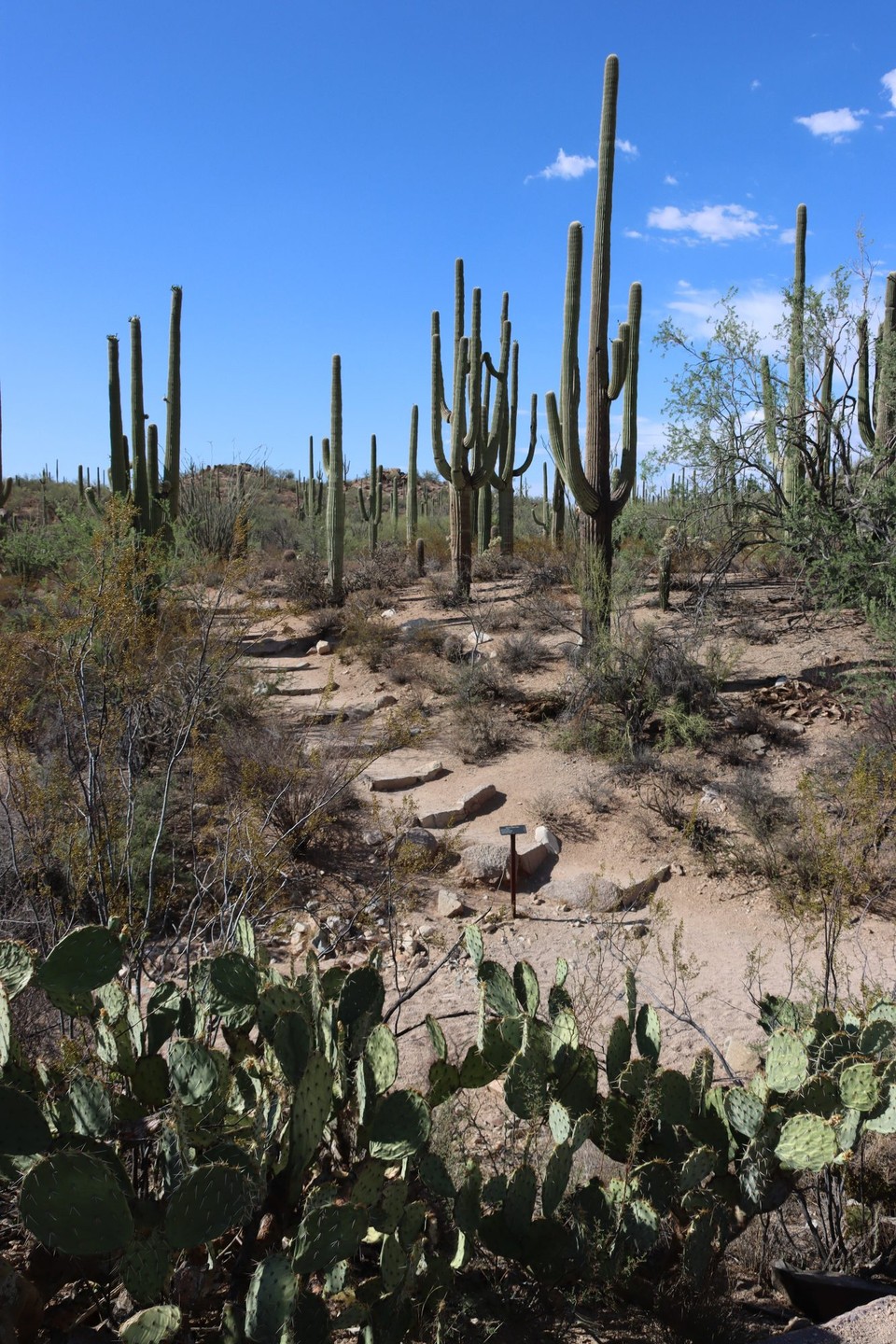 USA - Tucson - Saguado NP