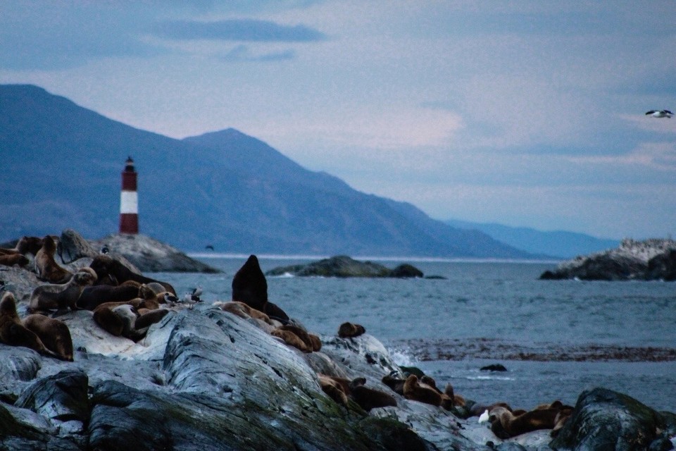 Argentinien - Isla Martillo - 