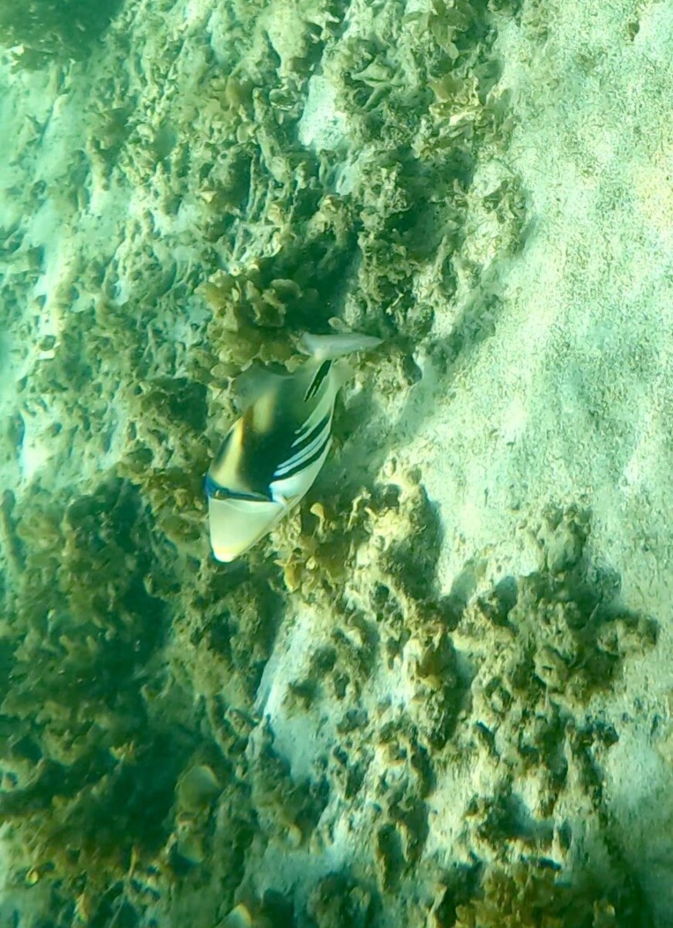 Mauritius - Flic en Flac - Auch heute war wieder Strandtag.