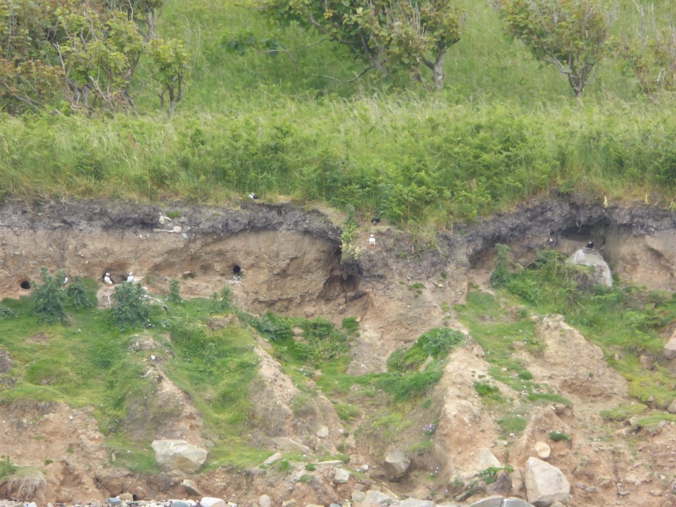 Ireland - Kilmore Quay - We got excited as we anchored as puffins were flying around the boat and nesting in the cliff face. A seal also came to say hello.