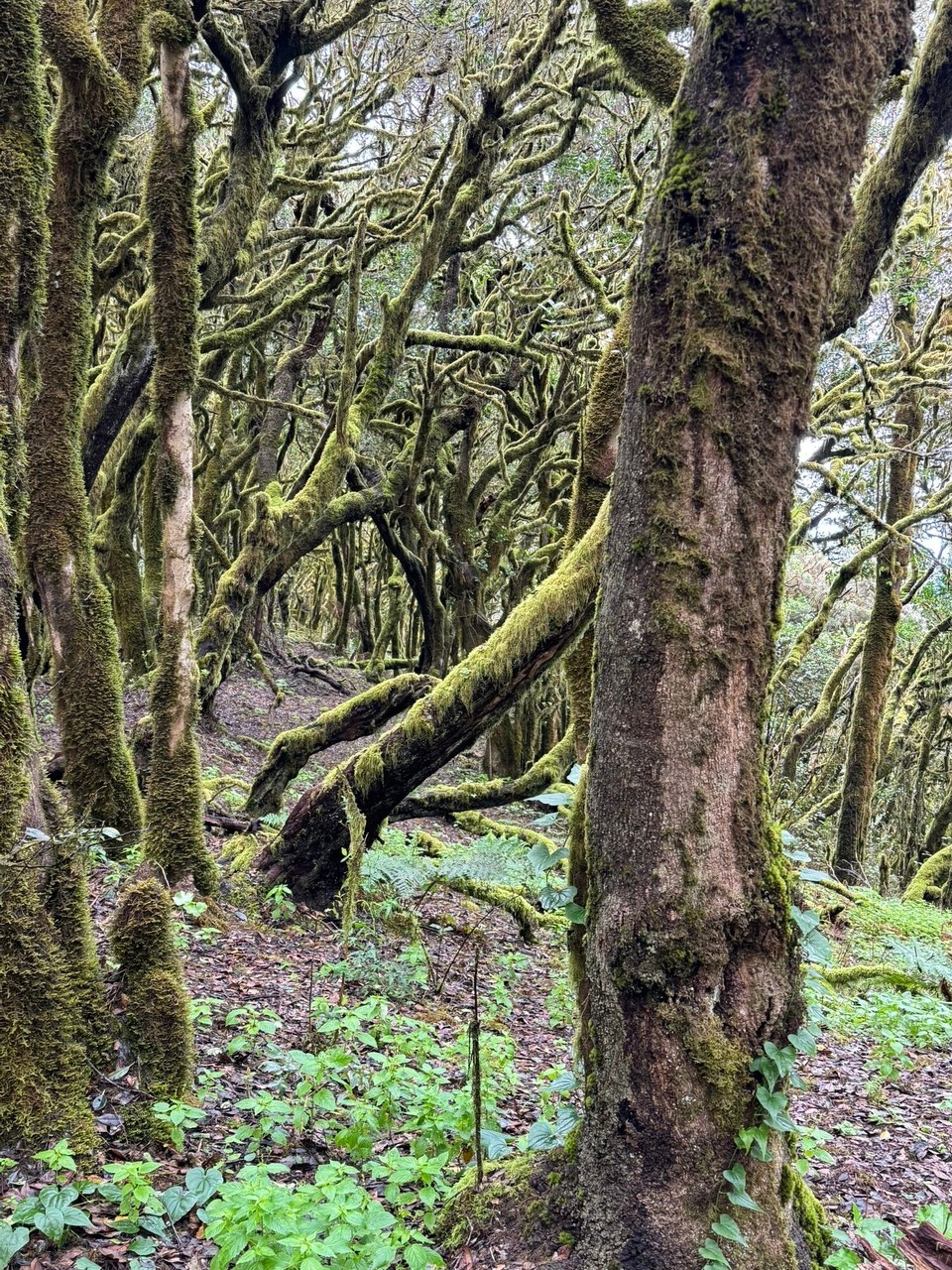 Spanien - San Sebastián de La Gomera - 