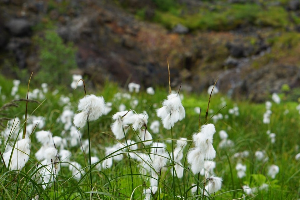 Island - Akureyri - 