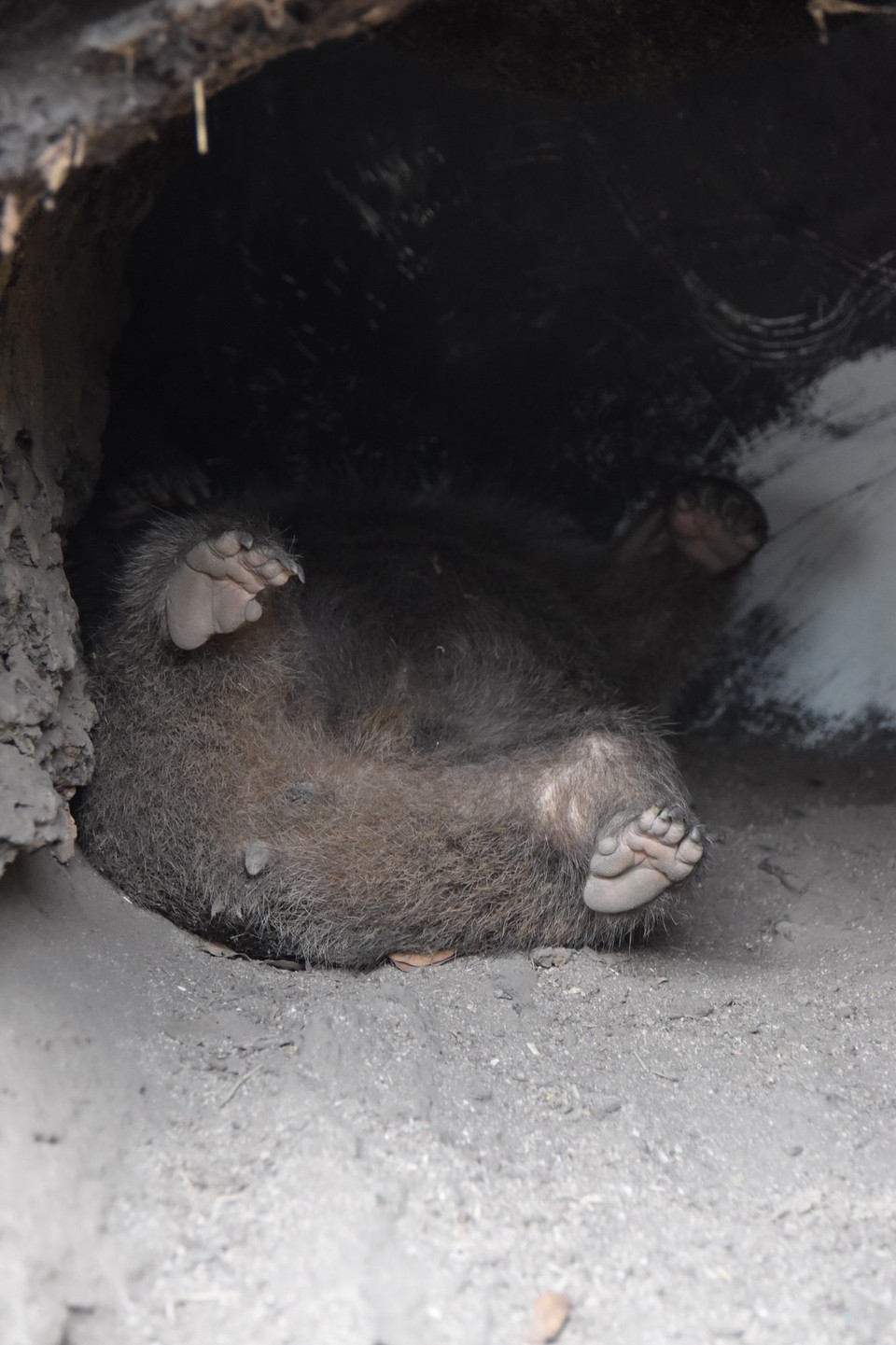 Australien - Kuranda - Der Wombat hat uns nur den A… gezeigt, fauler Sack der.