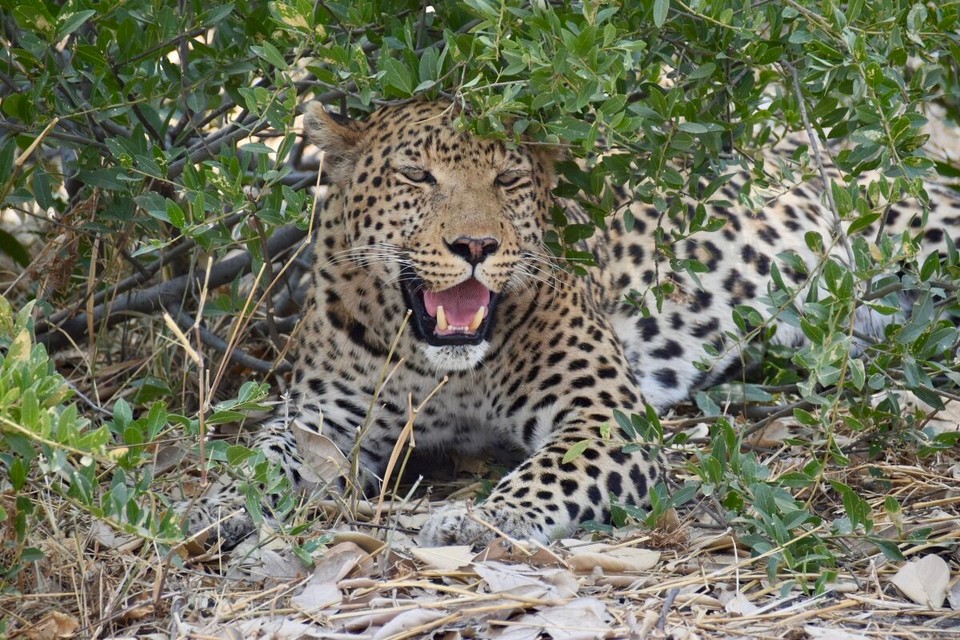 Botsuana -  - Leopard Nummer 2.