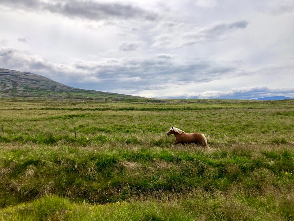 Island - Sveitarfélagið Skagafjörður - Dieser Isländer ist gerade einfach mal umgekehrt und wollte wohl zu seiner alten Wiese zurück, bzw. wohl gerne dort bleiben. Es ist ihm aber kein anderer Kollege gefolgt, nur eine Reiterin die einen ganz schönen Stunt mit coolem Ausbremsmanöver hingelegt hat😮 Und jetzt ist der Dicke recht groggy🥴 