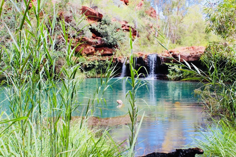 Australien -  - Fern Pool