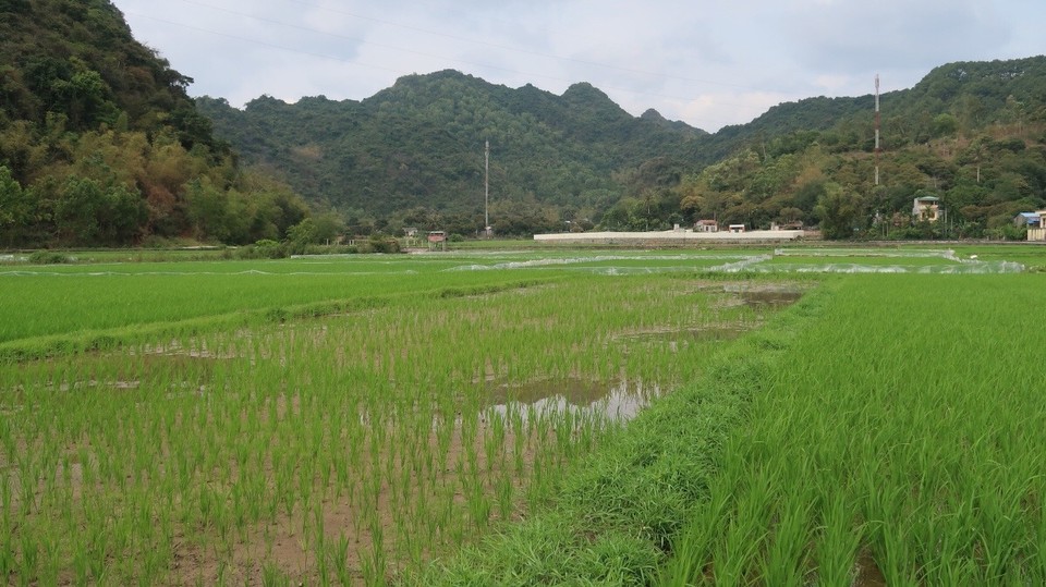 Vietnam -  - Einsames Reisfeld in freier Wildbahn...