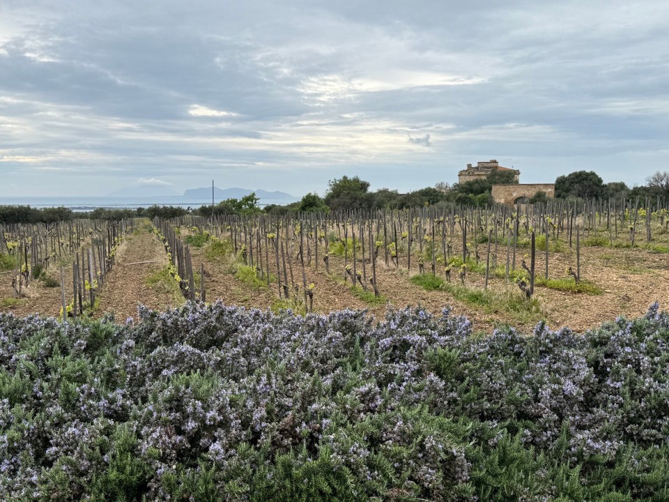 Italien - Marsala - Der Weingarten vor dem Haus