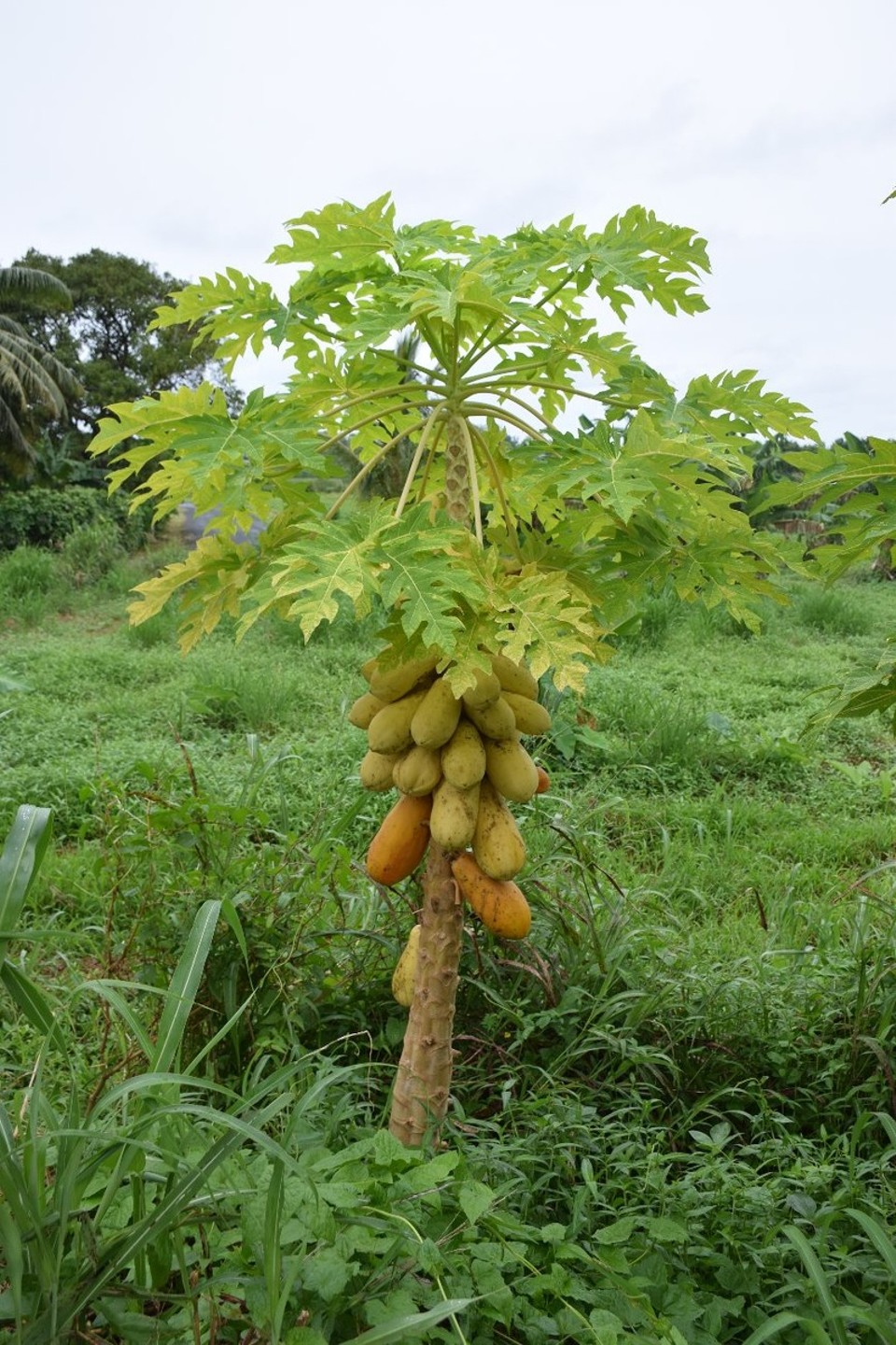 Cookinseln - Rarotonga - Ein Papaya-Baum
