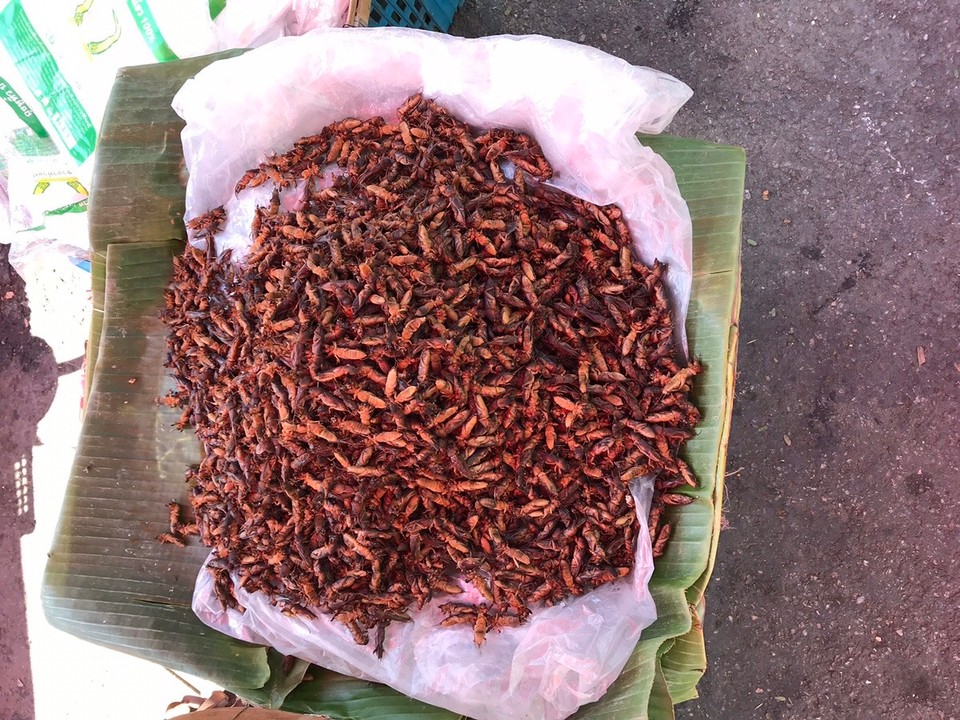 Thailand - Chiang Mai - Fried beetle anyone?