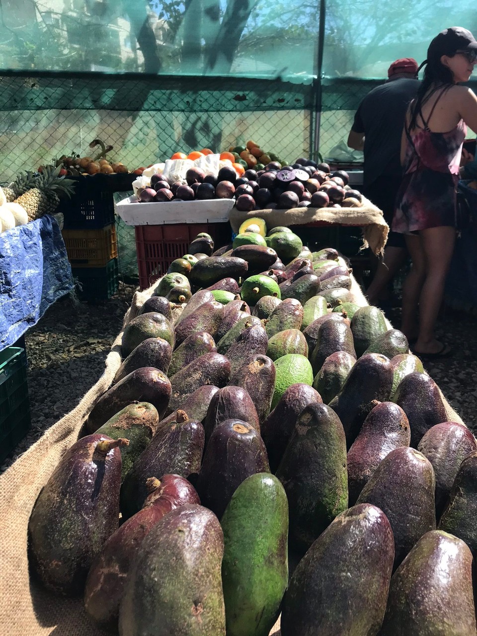Costa Rica - Tamarindo - Riesenavocados am Farmersmarket