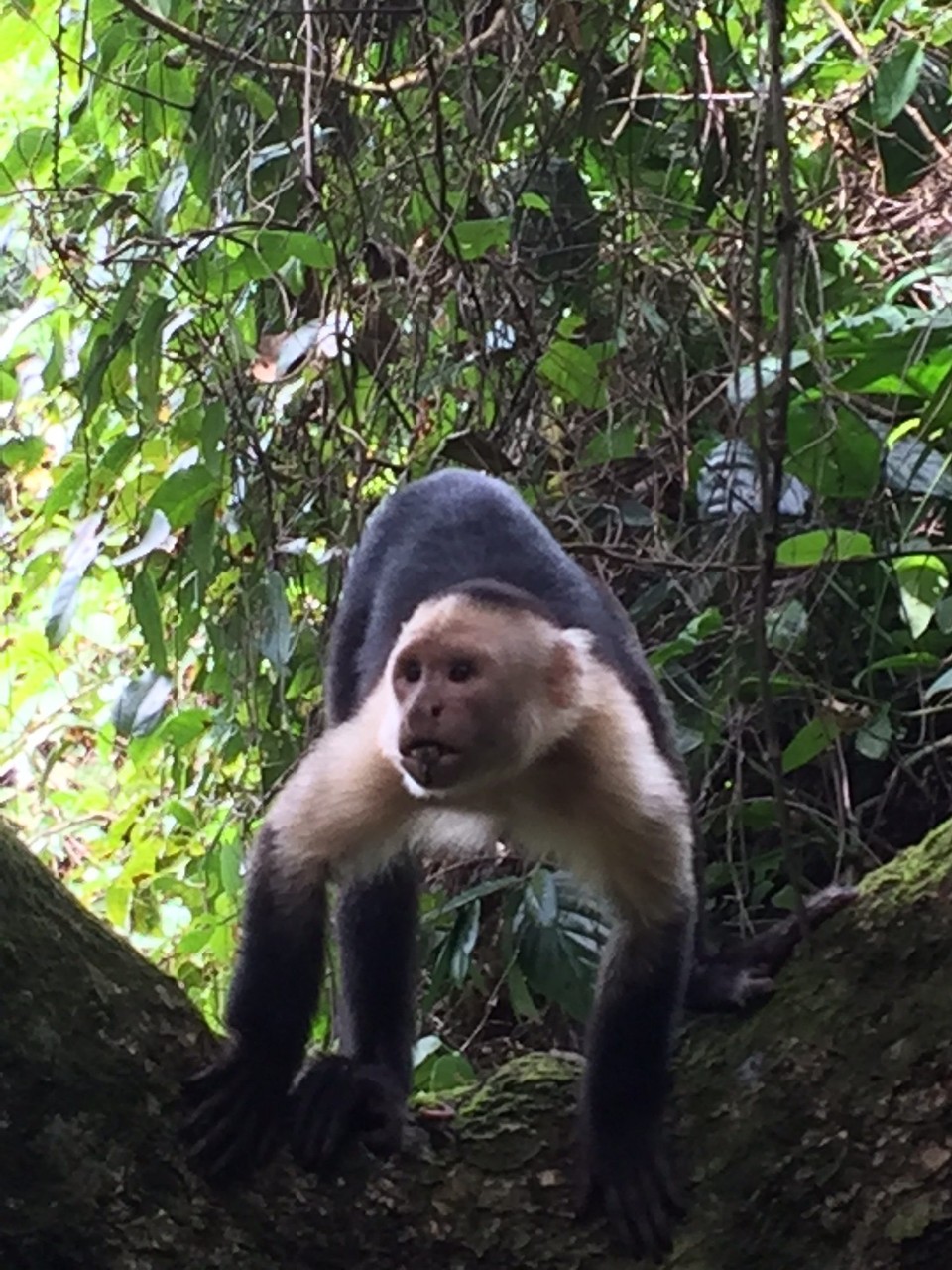 Costa Rica - Osa - 