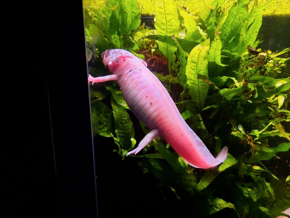 Spain - Barcelona - Lieeelaja akvarija ostas mala un redzeju pirmo palmu