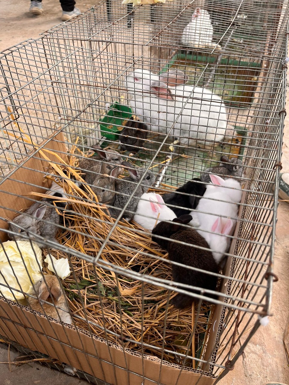 Vietnam - Ha Giang - Random rabbit hutch at the lunch stop with some cute bunnies 
