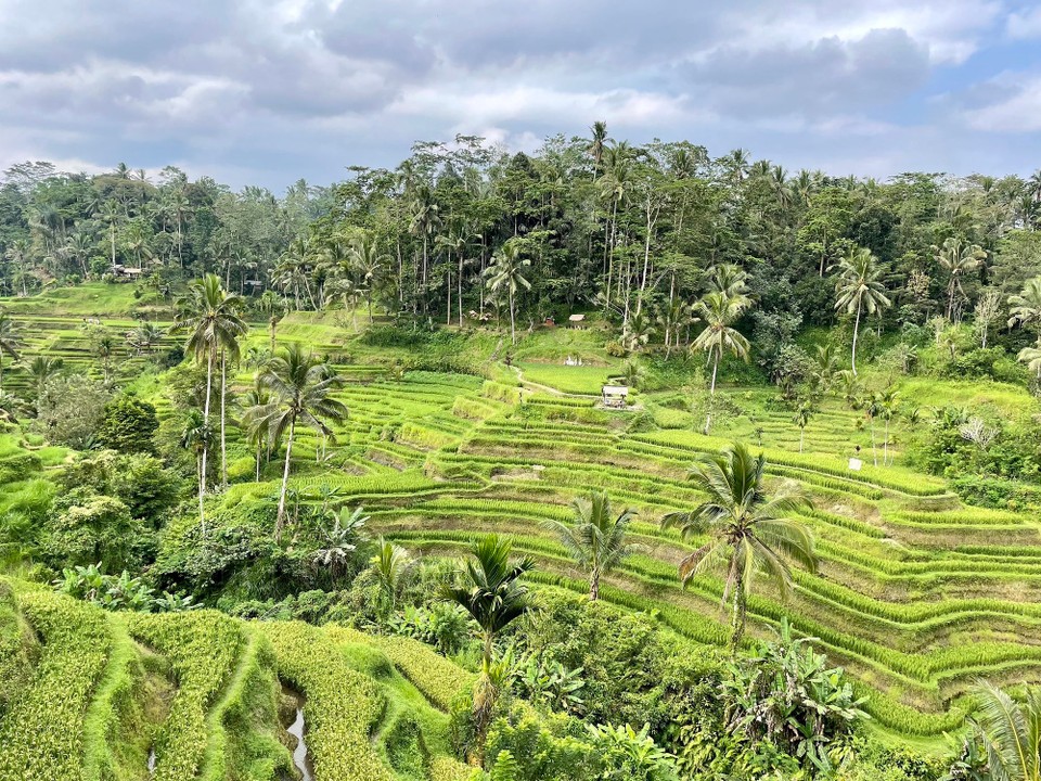 Indonesien - Gianyar - Da uns gestern die Tegalalang Reis Terrassen so gut gefallen hatten und wir nur einen kurzen Blick darauf hatten, nahmen wir uns heute nochmals ein Taxi dorthin.