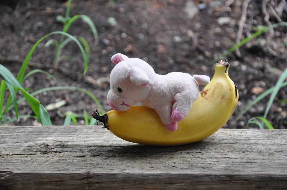 Australien - Coffs Harbour City - Bananenreiten, cool