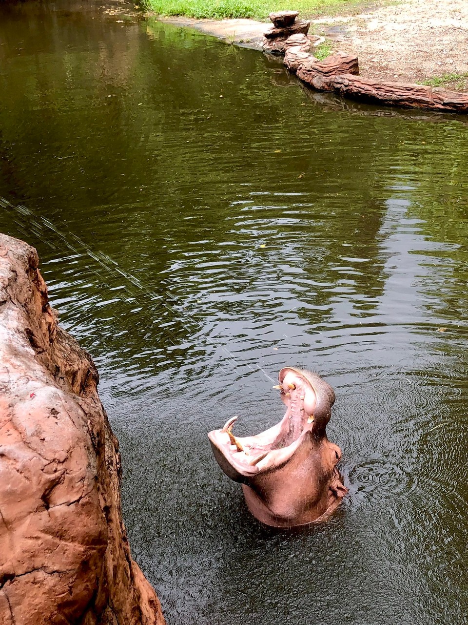 Thailand - Chiang Mai - Zoobesuch