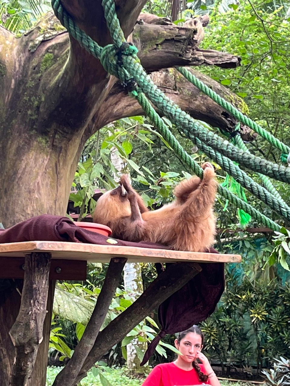 Costa Rica - Talamanca - Faultiere: Essen auf dem Rücken liegend.